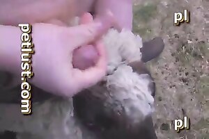 animal porno,bestiality