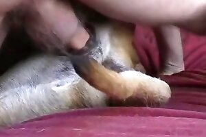 动物精液, 与狗发生性关系, 肛交动物, 农场兽交, 动物恋色情,女孩, 业余狗性爱, 动物色情 xxx 片段,动物色情管, 动物性管, 色情管